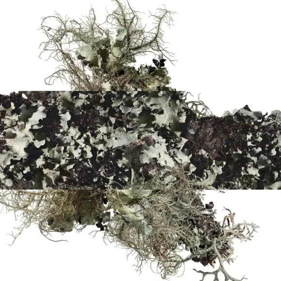 Eau d'orange verte Eau de Cologne