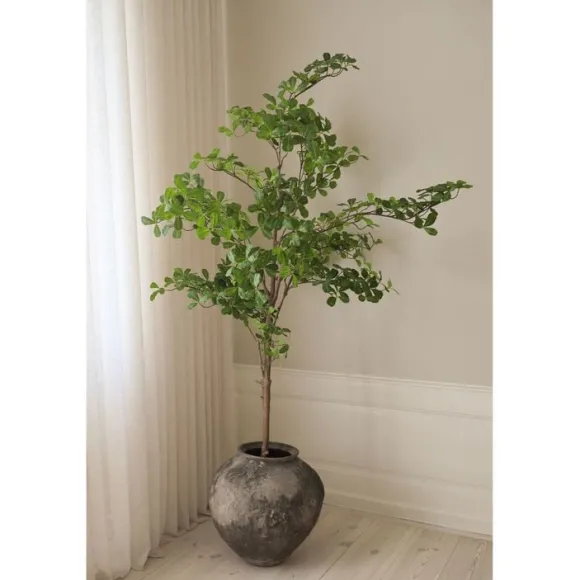 Tropical Almond