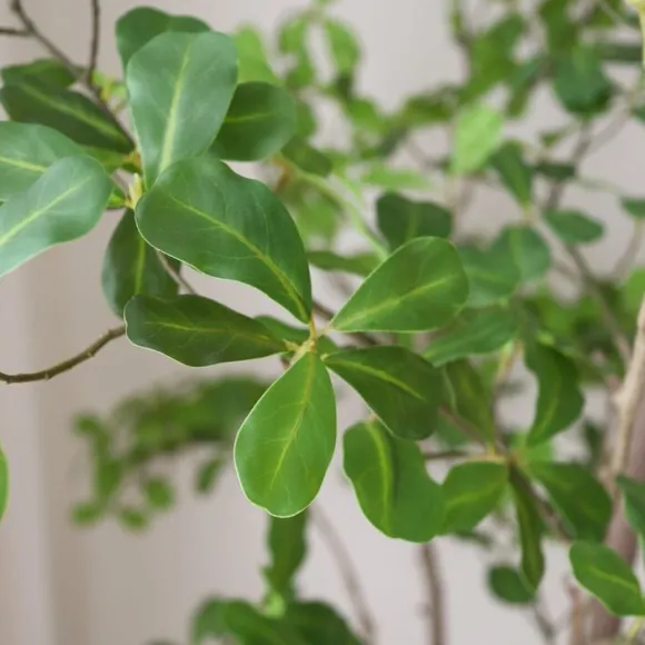 Tropical Almond